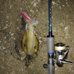 育ってきました。