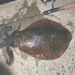 A.P.Pフィッシングガイドサービス　アオリイカはエギに反応渋り、子アジが増えているなかサバのRIDEON！