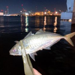 舞洲で豆と中アジ