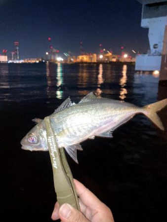 舞洲で豆と中アジ