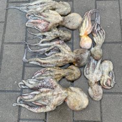 久しぶりにタコ　つ抜け