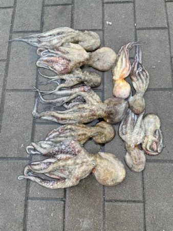 久しぶりにタコ　つ抜け