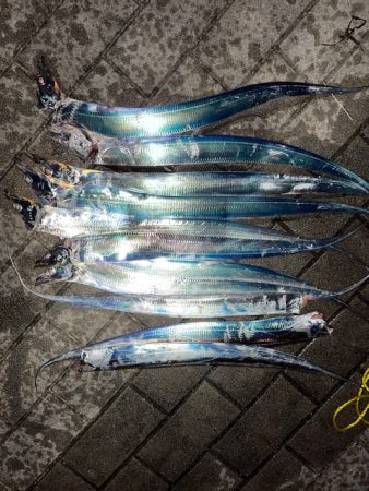 タチウオ　爆釣