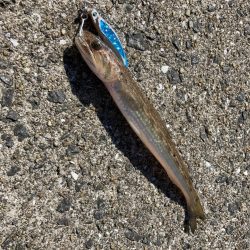 A.P.Pフィッシングガイドサービス　ヤズのライドオンも、慎重を試みるもまたもフックアウトとなる