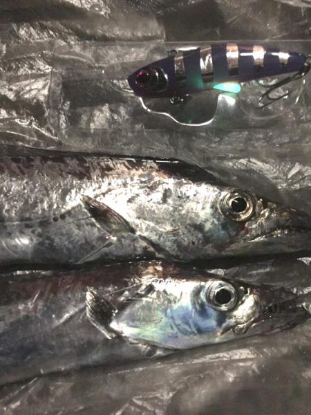 ダイワのサムライ太刀 ケミバイブはいいね