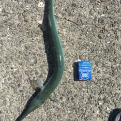 ダツ！！！！！