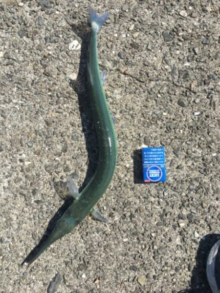 ダツ！！！！！