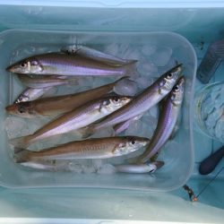 落ちギス 時期尚早