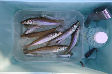 落ちギス 時期尚早