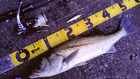 秋　シーバス！！