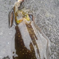 真っ昼間1時間の新子調査～✌️