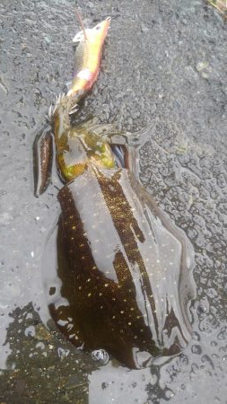 真っ昼間1時間の新子調査～✌️