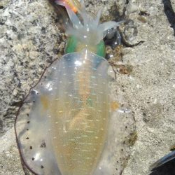 真っ昼間のランガン調査。