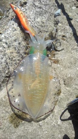 真っ昼間のランガン調査。