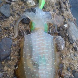 イカより人のほうが多い??