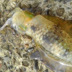 今秋最大キャッチ~✌️