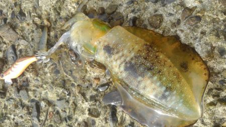 今秋最大キャッチ～✌…