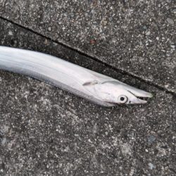 今年初タチウオ