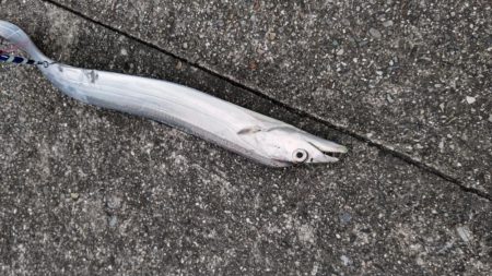 今年初タチウオ