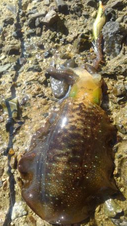 連続ヒット～❗