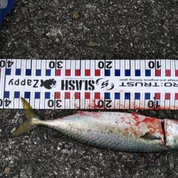 二週連続大サバ