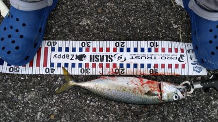 二週連続大サバ