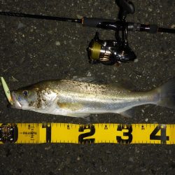 満潮時シーバス狙