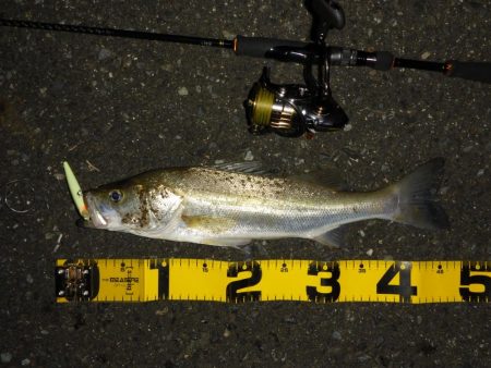 満潮時シーバス狙