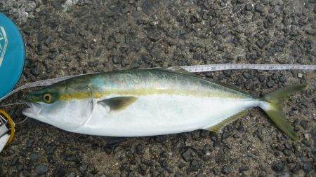 遠征前の釣果