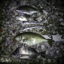 秋の小チヌの数釣り