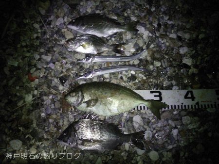 秋の小チヌの数釣り