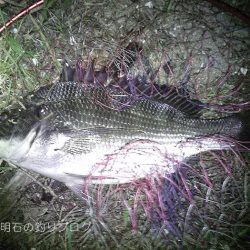 サヨリとチヌが釣れました!