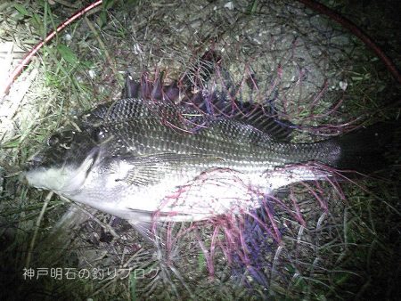 サヨリとチヌが釣れました！