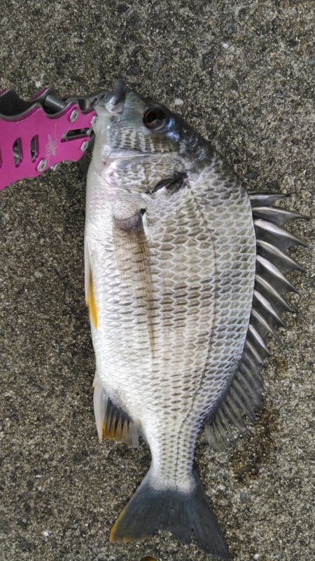 苦潮の影響がでてる！