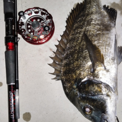 秋のチヌは繊細