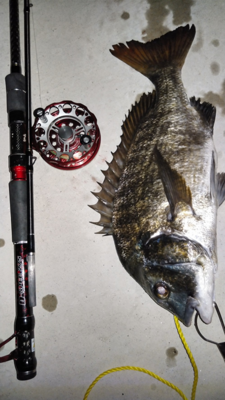 秋のチヌは繊細