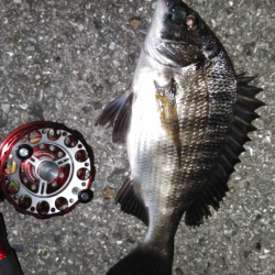 ちぬ数釣りの季節