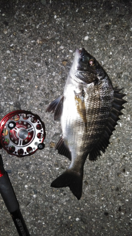 ちぬ数釣りの季節