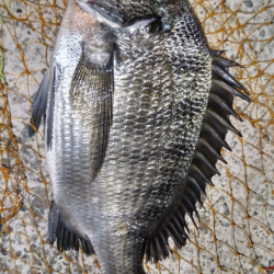 いかにも秋ちぬという感じ