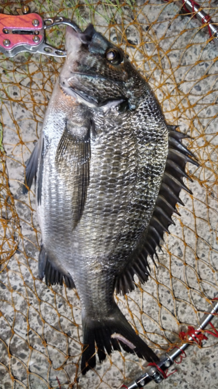 いかにも秋ちぬという感じ