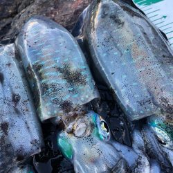 2021佐渡ヶ島 エギング 4回目