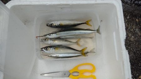 サヨリが釣れ出しました