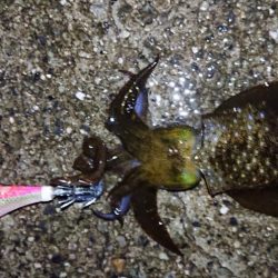 ネオブラ初フィッシュ！