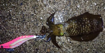 ネオブラ初フィッシュ！