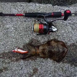 青物調査のハズが?