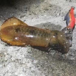 アオリ３杯。新子サイズのみだったけど