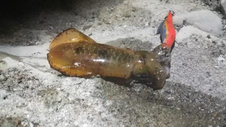 アオリ３杯。新子サイズのみだったけど