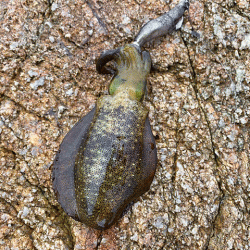 2021年秋アオリエギング開幕釣行