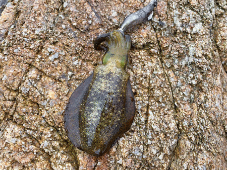 2021年秋アオリエギング開幕釣行