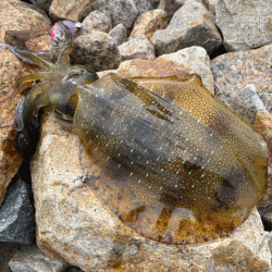 姫路の離島で快適な平日エギング